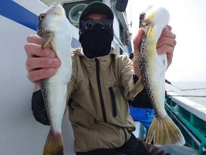 【釣果速報】千葉県利永丸でショウサイフグ・トラフグが絶好調！フグ三昧しませんか？