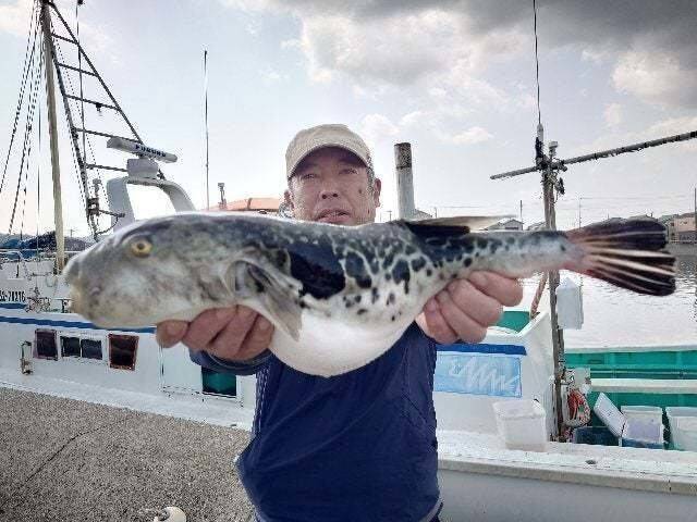 【釣果速報】千葉県利永丸でショウサイフグ・トラフグが絶好調！フグ三昧しませんか？