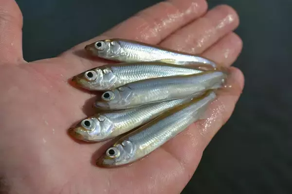 「【ワカサギ最速レポート】聖地の野尻湖・桧原湖で10cm超の良型連発！」の画像