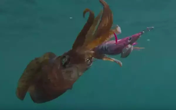 エギングを夜楽しむにはどうすればいいの？釣り方やおすすめタックルをチェック