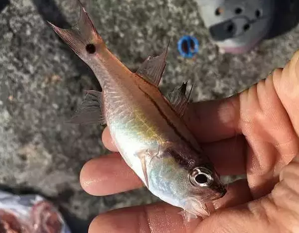 ネンブツダイって知ってる？サビキ釣りやアジングでよく釣れる魚の実態チェック
