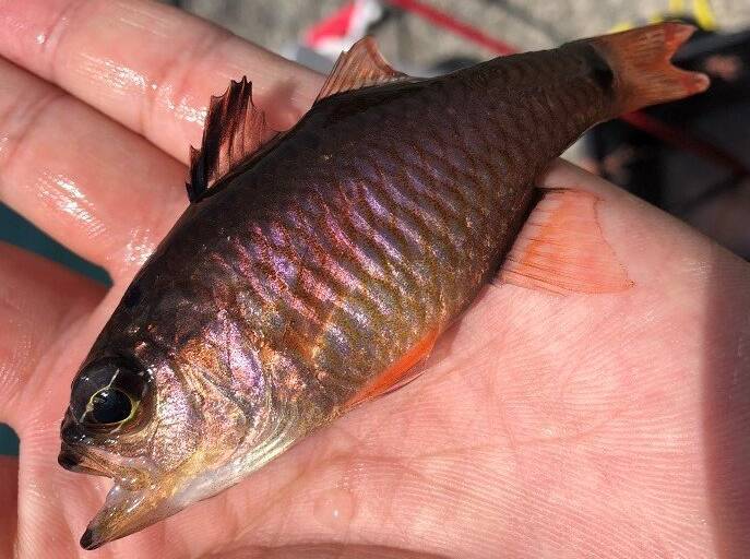 ネンブツダイって知ってる？サビキ釣りやアジングでよく釣れる魚の実態チェック
