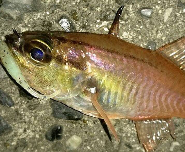 ネンブツダイって知ってる？サビキ釣りやアジングでよく釣れる魚の実態チェック