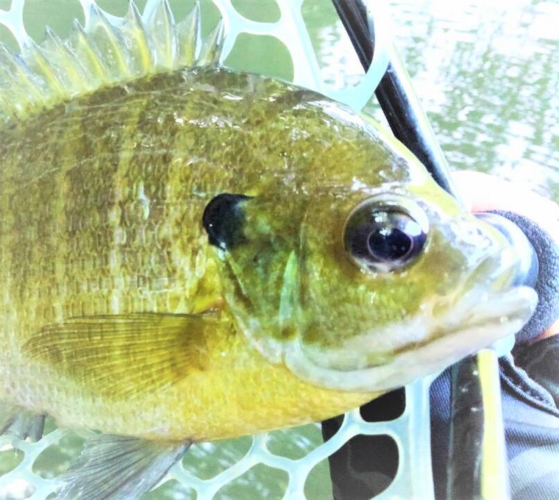 ブルーギルを釣って食べる方法！おすすめタックルも選んでみた