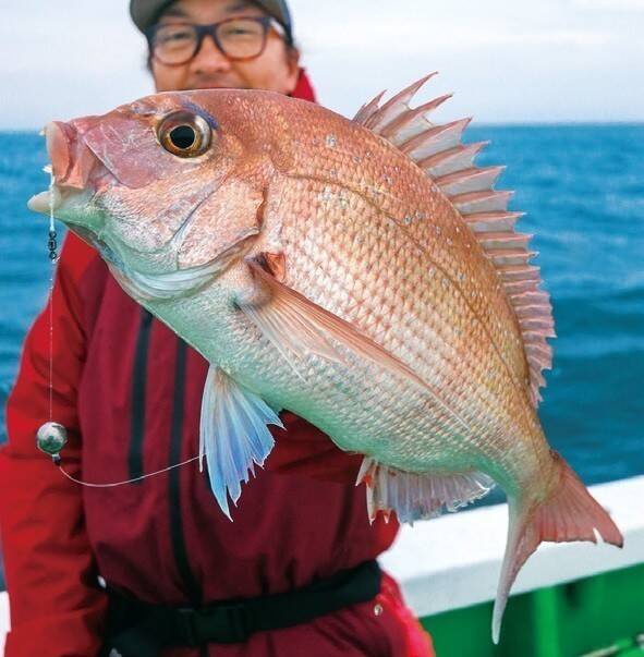 茨城県日立沖のマダイ