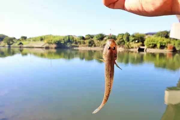 「ハゼ釣りの時期っていつ？釣り方や推しタックルまで要チェック！」の画像