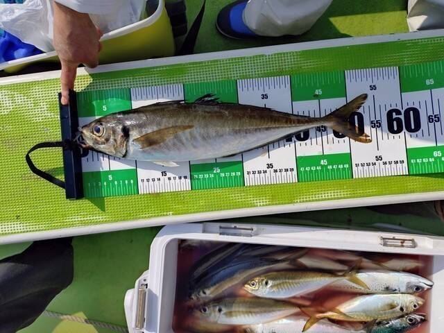 【釣果速報】神奈川県愛正丸で4.70kgのマダイをゲット！大型マダイを狙いたいなら今がチャンス！
