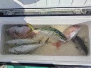 【釣果速報】風にも負けずクーラー満タンにマダイやイナダをゲット！神奈川県はじめ丸で人気魚と出会える冒険へGO！