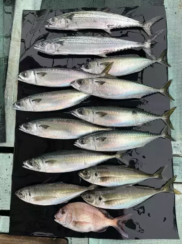 【釣果速報】和歌山県淡隆丸でチャリコ・マアジ・マサバ・サゴシ確保！狙うなら今！