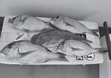 「鹿島沖でマダイ好調　良型交じりで食い活発」の画像1