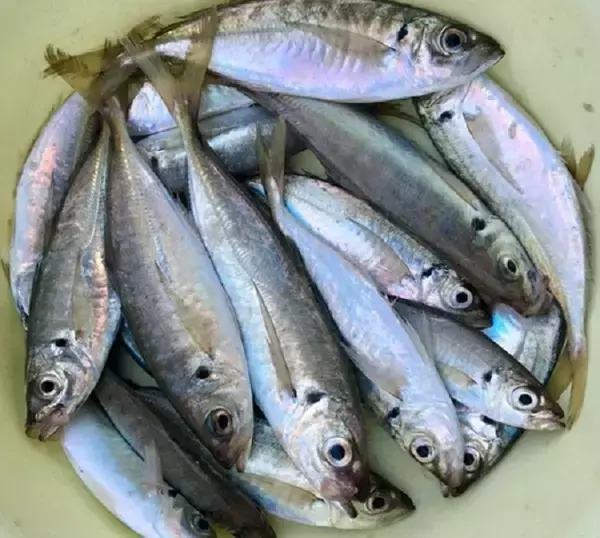 由良海釣り公園って行ったことある？和歌山の人気釣りスポットを徹底チェック