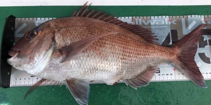 由良海釣り公園って行ったことある？和歌山の人気釣りスポットを徹底チェック