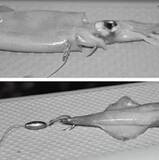 「ブリ～10キロ超えの超大物を目指せ！～」の画像11