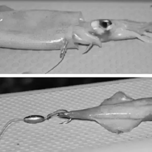 「ブリ～10キロ超えの超大物を目指せ！～」の画像