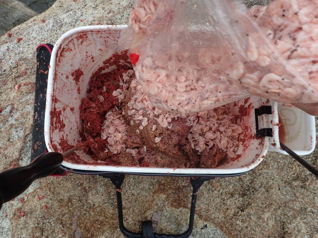 聖地・高知県沖の島でデカグレハンター・北村憲一がプロトロッドで挑む「口太グレ」