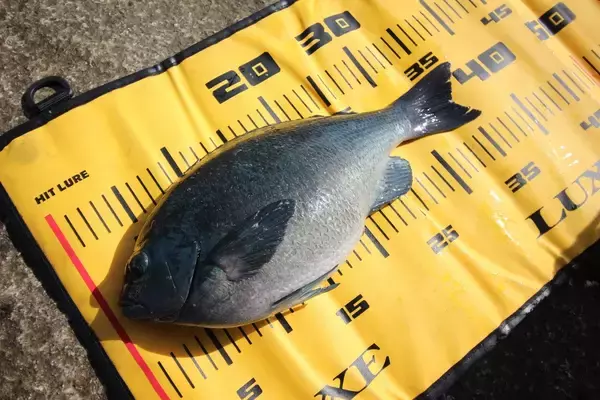 「聖地・高知県沖の島でデカグレハンター・北村憲一がプロトロッドで挑む「口太グレ」」の画像