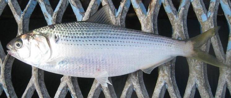 コノシロの釣り方&食べ方特集！冬のシーバスゲームに影響のある魚の習性とは