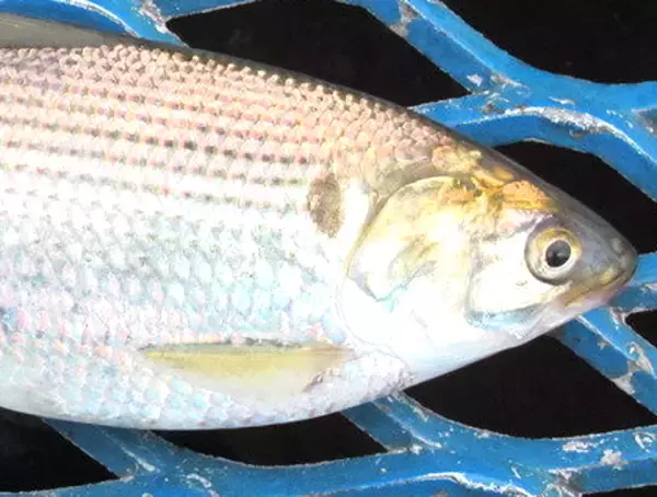 「コノシロの釣り方&食べ方特集！冬のシーバスゲームに影響のある魚の習性とは」の画像