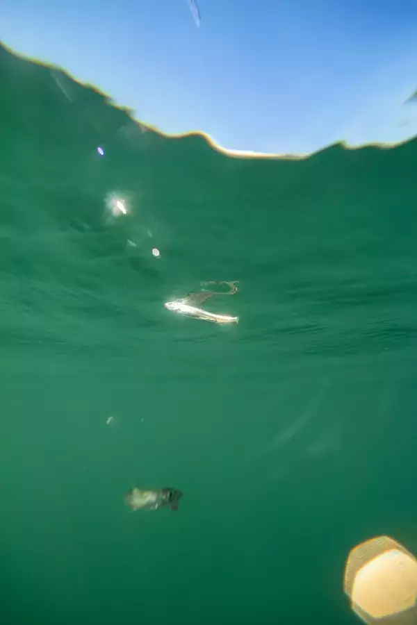 「【目指せ10束！】この仕掛けがすごい！がまかつワカサギ王『スタンダード』＆『喰い渋り』の2種類の使い分け・使いこなし術【山中湖、河口湖】」の画像