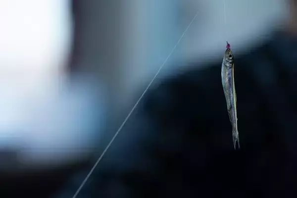 「【目指せ10束！】この仕掛けがすごい！がまかつワカサギ王『スタンダード』＆『喰い渋り』の2種類の使い分け・使いこなし術【山中湖、河口湖】」の画像