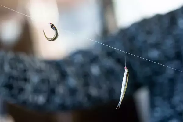 「【目指せ10束！】この仕掛けがすごい！がまかつワカサギ王『スタンダード』＆『喰い渋り』の2種類の使い分け・使いこなし術【山中湖、河口湖】」の画像