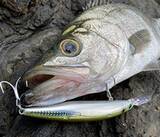 「ショアラインシャイナーZセットアッパー ランカーハンター125S-DRに2022年新色登場！」の画像1