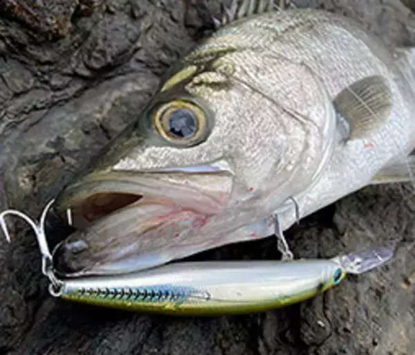 ショアラインシャイナーZセットアッパー ランカーハンター125S-DRに2022年新色登場！