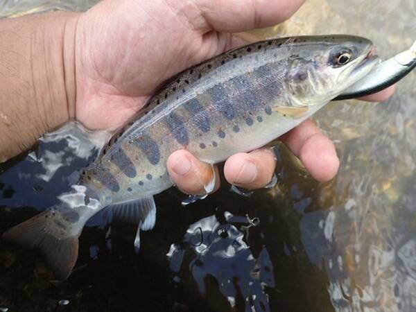 徳島県の魚つかみ取り大会が中止に 準備していたアマゴがいなくなり開催断念 現在原因を調査中 22年9月9日 エキサイトニュース