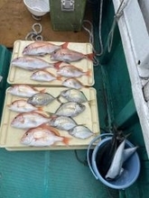 【釣果速報】船上がマダイ・レンコダイで満員状態に！和歌山県いなみ丸の釣行で引き抜群の良型タイをキャッチせよ！