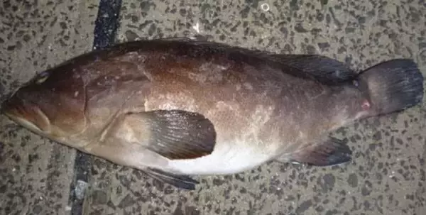 【超高級魚】クエの値段が高いのはナゼ？おすすめジギングタックルもチェック