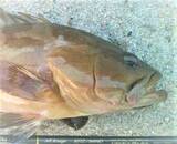 「【超高級魚】クエの値段が高いのはナゼ？おすすめジギングタックルもチェック」の画像5