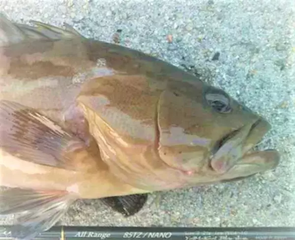 「【超高級魚】クエの値段が高いのはナゼ？おすすめジギングタックルもチェック」の画像