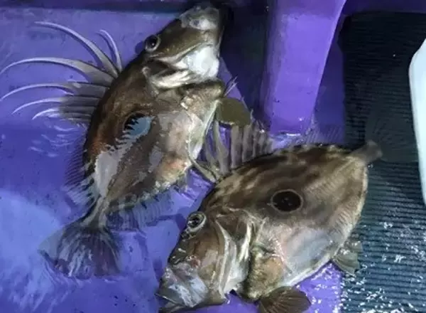 「マトウダイって釣ったことある？釣り方や食べ方を知りたい！」の画像