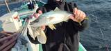 「【釣果速報】神奈川県かりゆし丸でイナダ・アジ・ホウボウ・ハナダイと人気魚種続々ゲット！いろいろな魚との出会いを楽しみたい人は即予約を！」の画像1