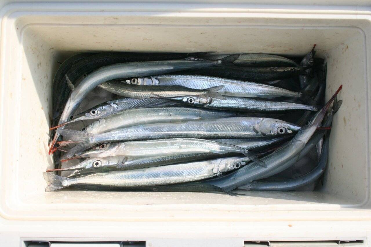 サヨリのウキ釣り入門編！堤防での釣り方や仕掛けを解説します！