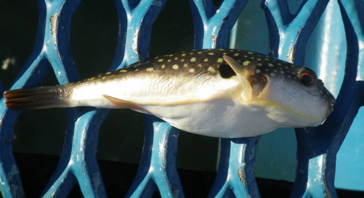 フグの種類って見分けられる 絶対に食べてはいけない毒を持った魚を徹底チェック 21年4月5日 エキサイトニュース フグの種類って見分けられる 絶対に食べてはいけない毒を持った魚を徹底チェック 21年4月5日 エキサイトニュース