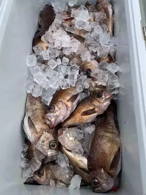 【釣果速報】愛媛県OZ Fishing Clubでメバルが好調！良型を狙うなら今すぐの乗船がおすすめ！