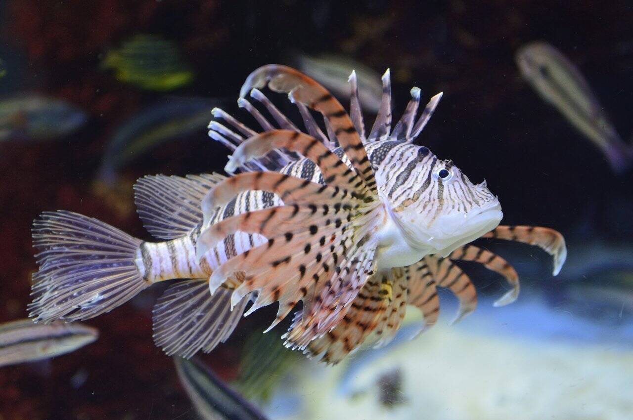 カサゴに毒があるって本当なの 釣り場で出会う毒魚にはこんなものが 19年3月9日 エキサイトニュース 2 6