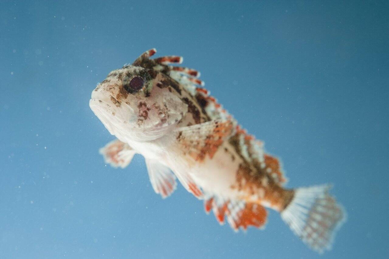 カサゴに毒があるって本当なの 釣り場で出会う毒魚にはこんなものが 19年3月9日 エキサイトニュース 2 6