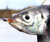 「アジングに使うジグヘッドはどれがいいの？おすすめアイテム特集」の画像7