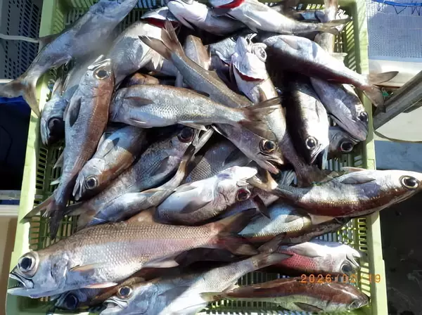 【釣果速報】千葉県聡丸でクロムツがバズる！トップは30匹！ゲストも多数！数もサイズも記録更新したいなら今スグの乗船がおすすめ！