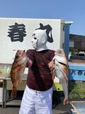 「【釣果速報】茨城県大春丸で驚異の8.42kgマダイゲット！自己最高記録の大鯛を狙うなら大春丸に乗船しよう！」の画像2