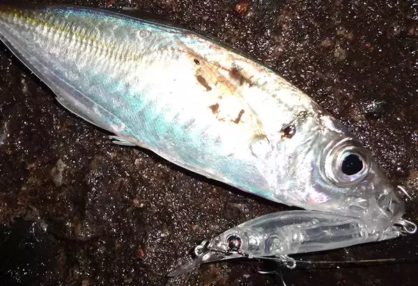 アジングでPEラインを使うとショックリーダーラインの太さはどれくらい要るの？