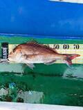 「【釣果速報】兵庫県海蓮丸で75cmのマダイをキャッチ！自己最高記録の大鯛を狙うなら兵庫県海蓮丸に乗船しよう！」の画像2