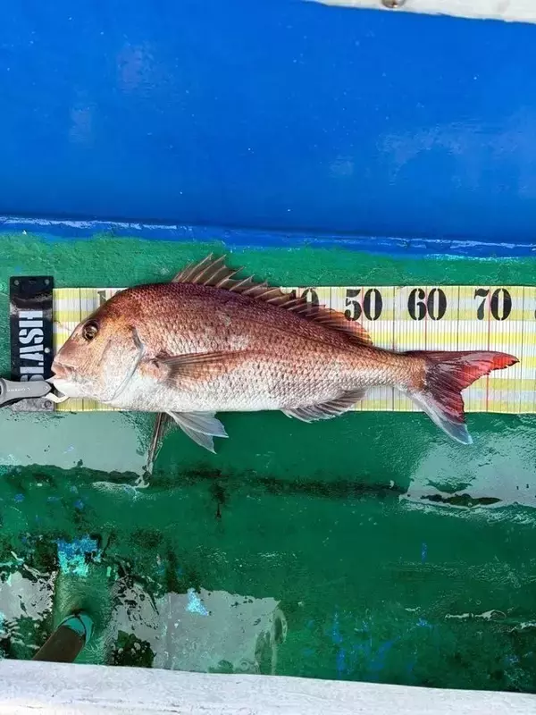 「【釣果速報】兵庫県海蓮丸で75cmのマダイをキャッチ！自己最高記録の大鯛を狙うなら兵庫県海蓮丸に乗船しよう！」の画像