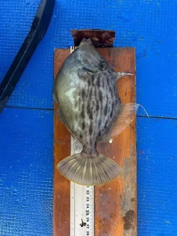 「【釣果速報】兵庫県海蓮丸で75cmのマダイをキャッチ！自己最高記録の大鯛を狙うなら兵庫県海蓮丸に乗船しよう！」の画像