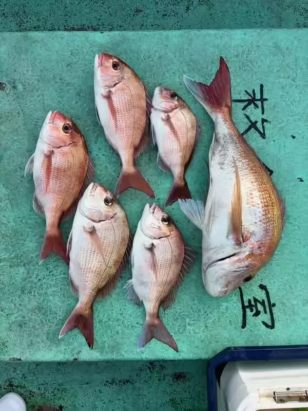 【釣果速報】2.80kgのド迫力マダイ出た！自己最高記録の大鯛を狙うなら神奈川県網屋丸に乗船しよう！