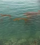 エギング大好きヤマシタスタッフ釣行記！！春エギングIN熊本天草エリア