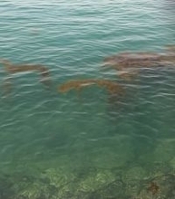 エギング大好きヤマシタスタッフ釣行記！！春エギングIN熊本天草エリア