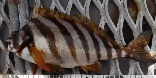 「磯で釣れるタカノハダイってホントにまずいの？食べ方や釣り方をチェック」の画像